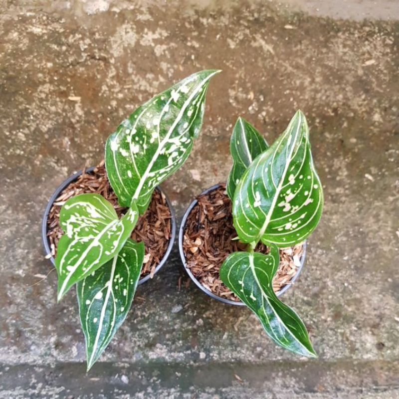 Aglonema Siti Nurbaya Anakan Real Pict.