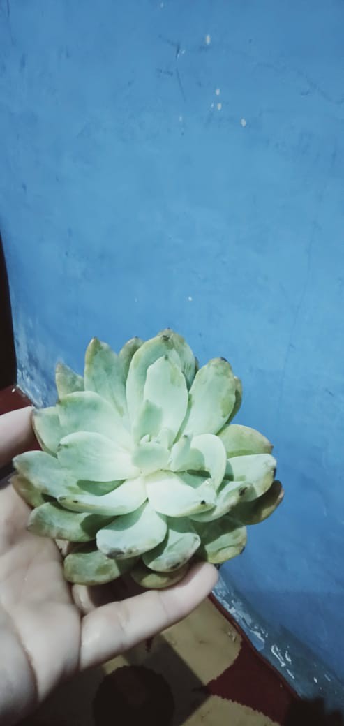 Paket Tanaman Hias Sukulen Sekulen Medium Random