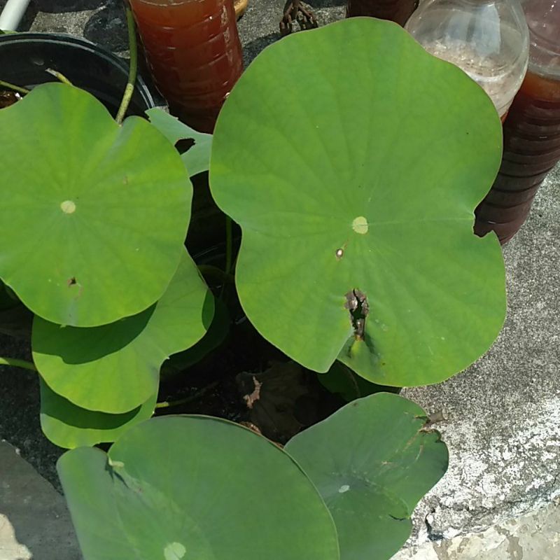 

Daun Terate Lotus Seroja Waterlily