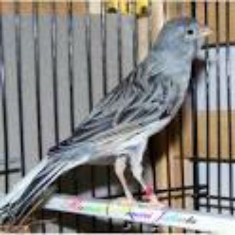 burung kenari starblue betina siapan