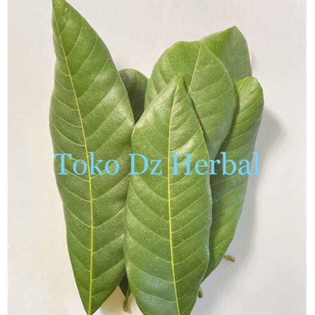 

Daun kelengkeng daun klengkeng segar per 50 lembar-az