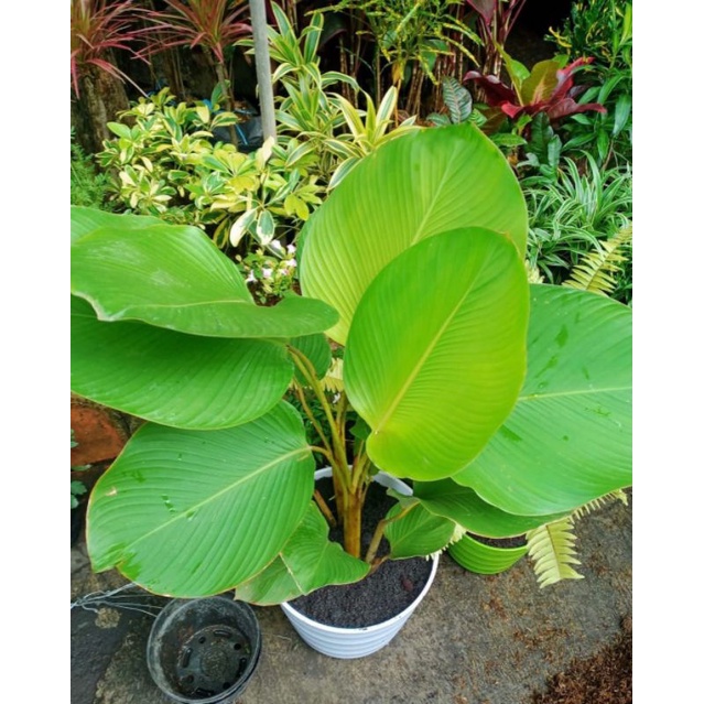 Tanaman Hias Pisang Katak  pisang pisangan