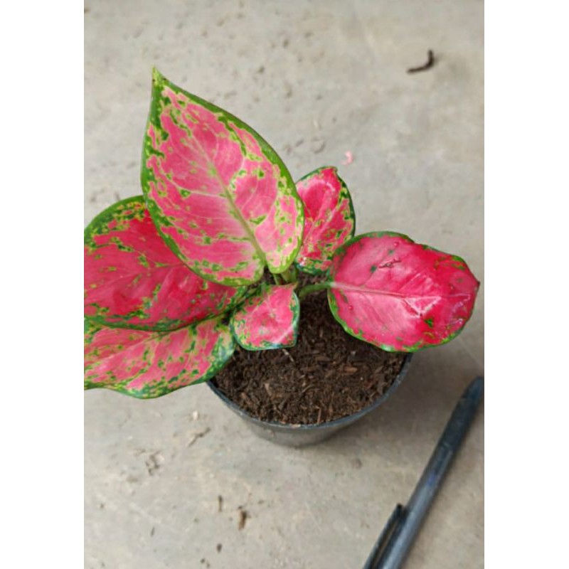 

Red Anja remaja daun besar