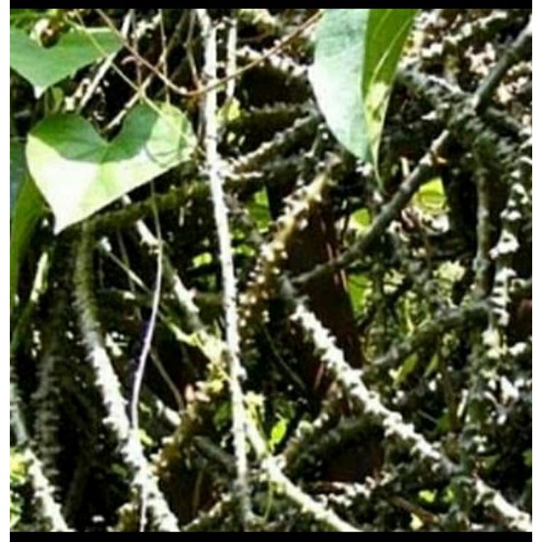 

Brotowali organik/ Bratawali/ Akar Ali-ali