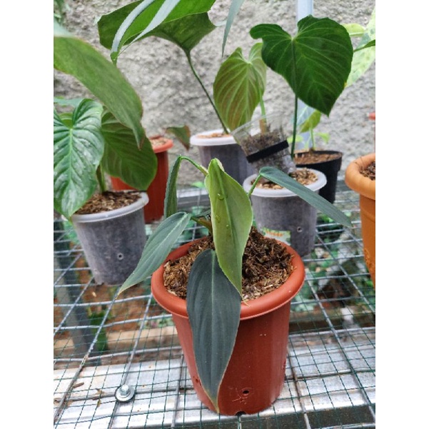 PROMO tanaman hias philodendron gigas ( RARE PLANTS ) philodendron gigas murah