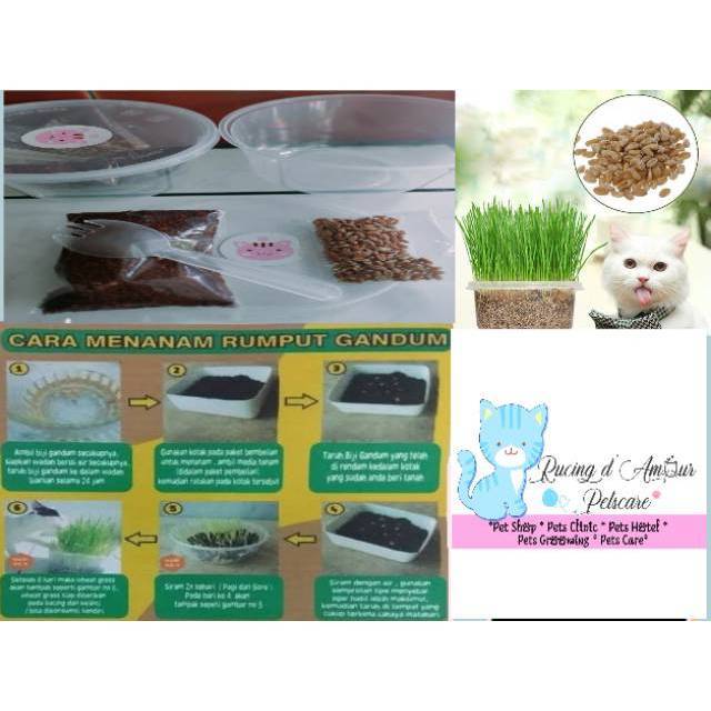 Paket lengkap menanam rumput kucing CAT Grass Kit