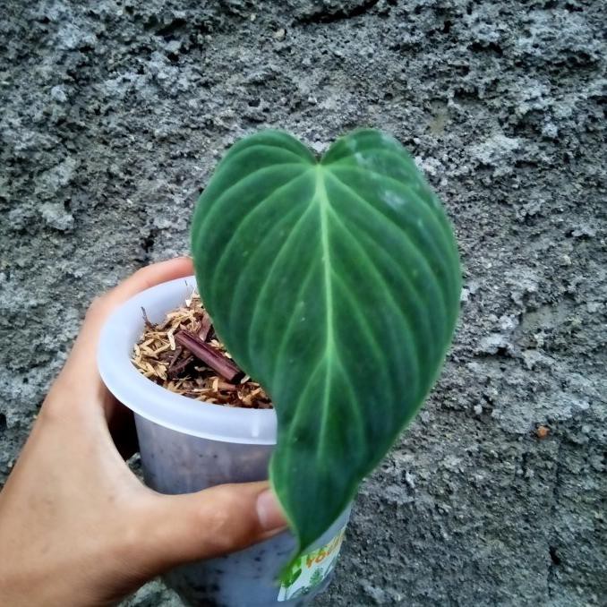 Tanaman Hias Philodendron Splendid 1 Daun Pancing 1 Daun Tunas Senapmena