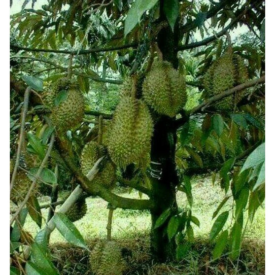 Freong Paket Bibit Durian Bawor Musangking Dan Montong *_@