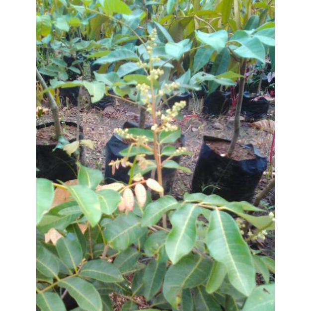 Bibit Kelengkeng Matalada  Kondisi Sedang Berbuah  Bibit Kelengkeng Mata Lada  Bibit Tanaman Buah