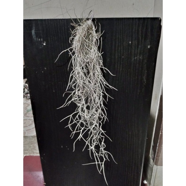 tanaman jenggot musa / tanaman gantung jenggot dewa acir