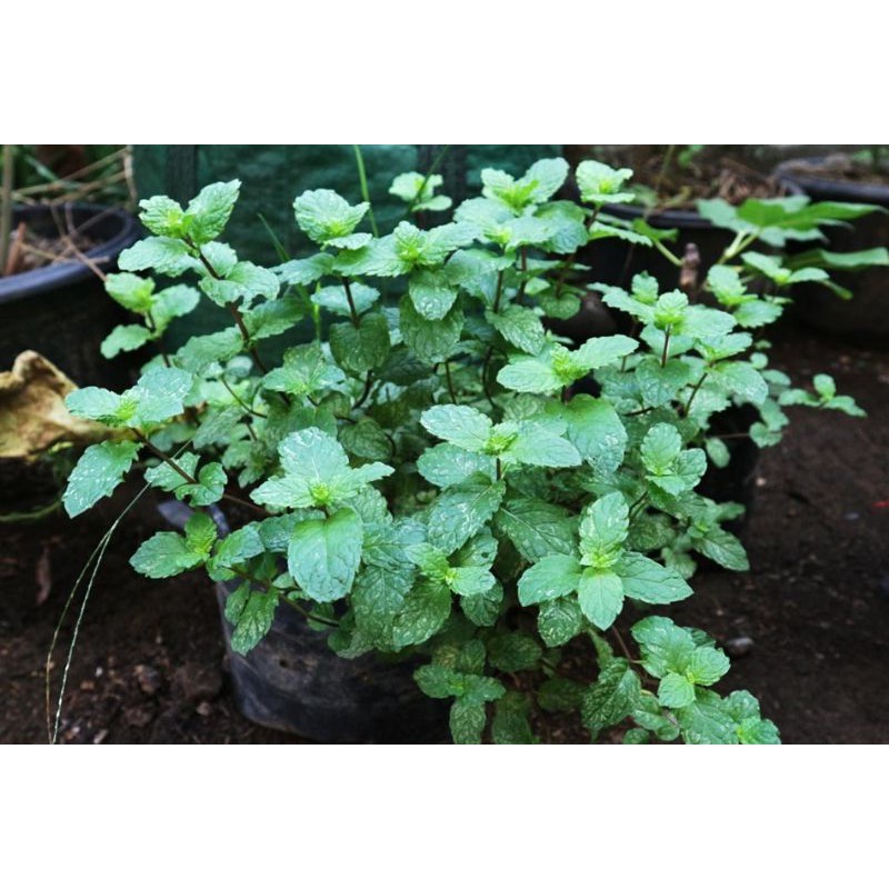 bibit daun mint yang menyegarkan