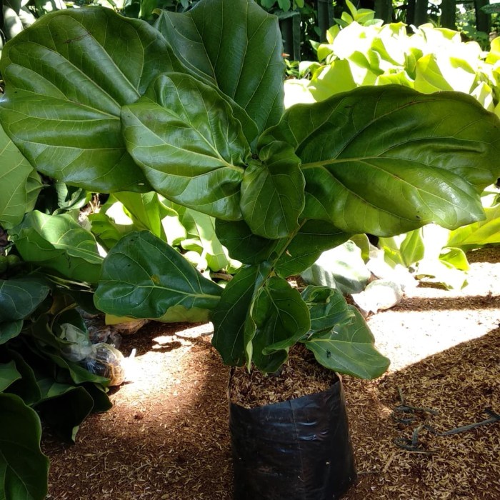 tanaman hias indoor pohon ketapang biola cantik - ruber plant ficus ( Tanaman hias hidup indoor mura