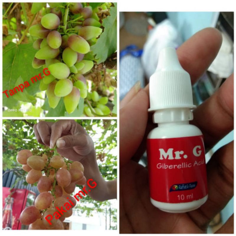 Mr. G Hormon GA3 Untuk Tanaman Anggur By Raffatih Farm GA 3