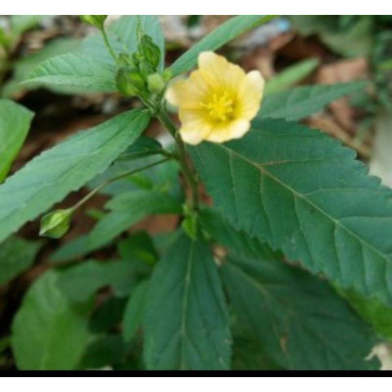 

Daun Sidaguri segar 500gram