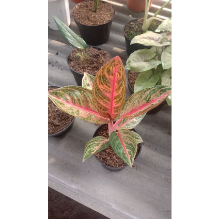 Aglonema widuri tulang merah remaja murah