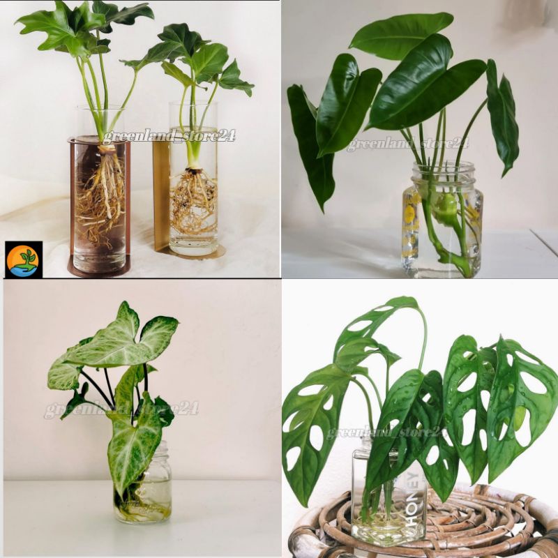 (BISA COD) Paket 4 jenis tanaman hias indoor bisa hidup di air MURAH - syngonium - philodendron - mo