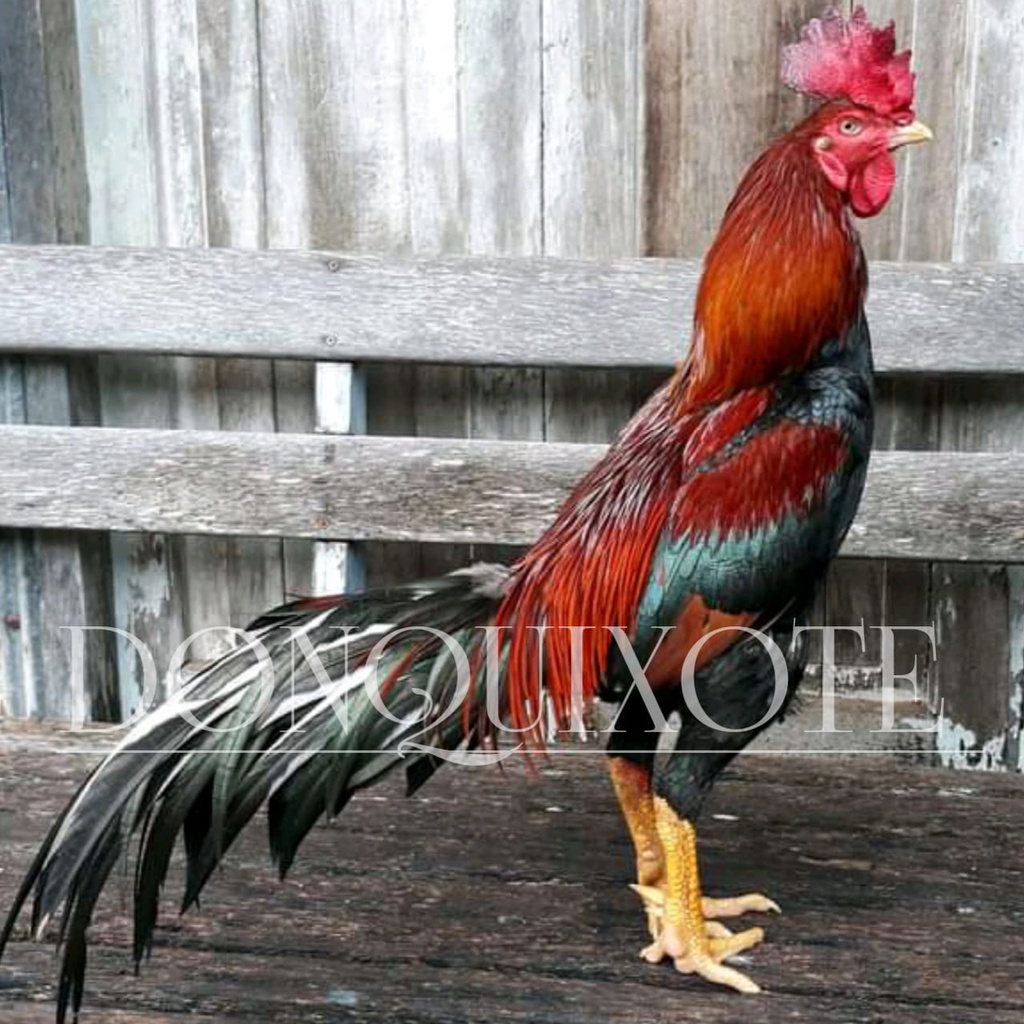 ayam bangkok full katuranggan asli thailand telur pakhoy ori ekor lidi aduan super