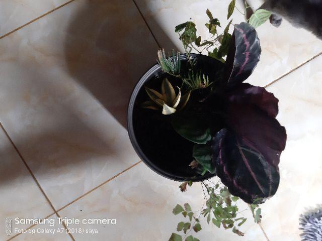 Tanaman Hias Palem Sikas-bibit Tanaman Sikas