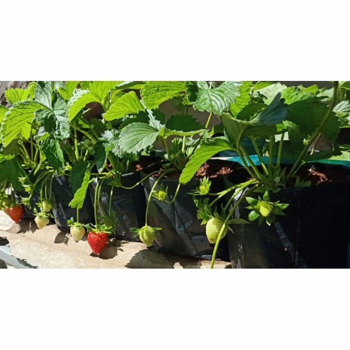 TERLARIS bibit strawberry mencir siap berbunga/berbuah
