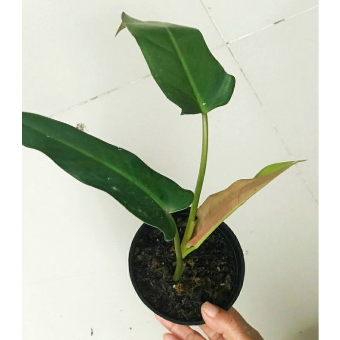 Philodendron Mexicanum | Philo Mexicanum | Philo Mercy
