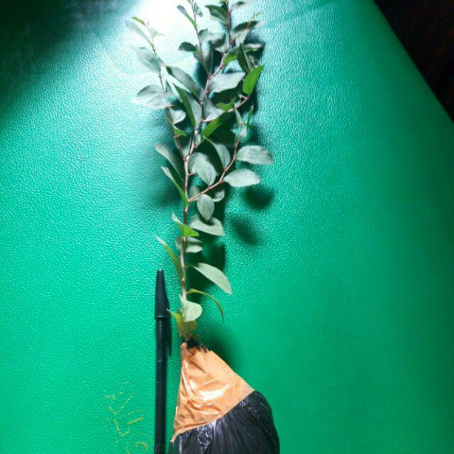 Pohon Bidara Arab / Bibit Bidara Arab / Pohon Sidr