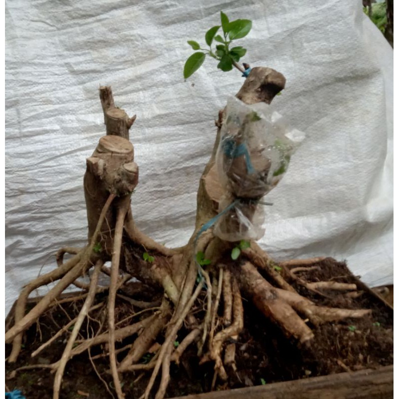 Bahan Bonsai Wahong Okulasi Sancang9