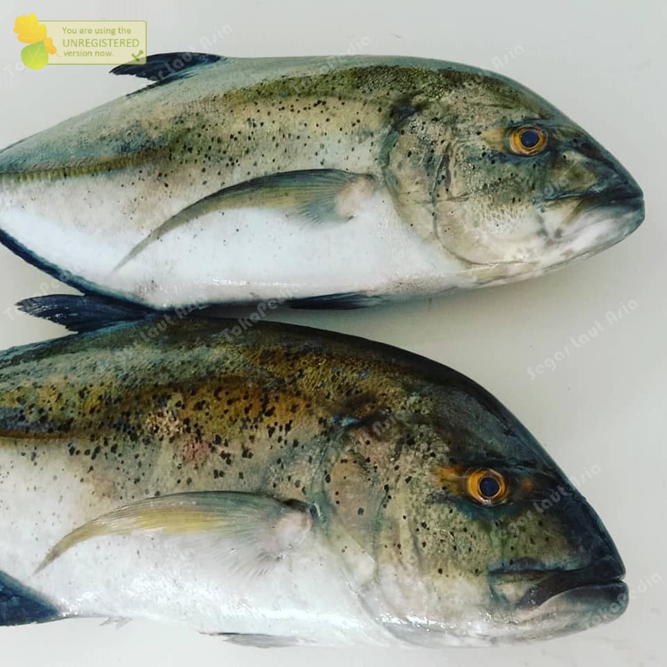 Ikan Kuwe Segar Ikan Kuwe GT Ikan Kue 1Kg