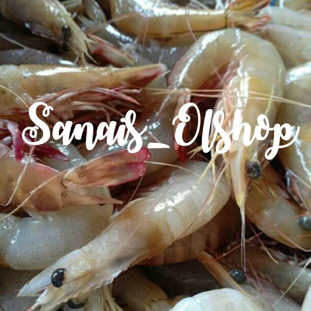 

Udang jerebung segar kulit halus