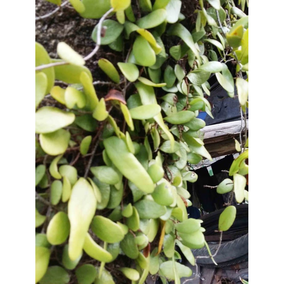

terbaik Terbaik Daun Sisik Naga Herbal
