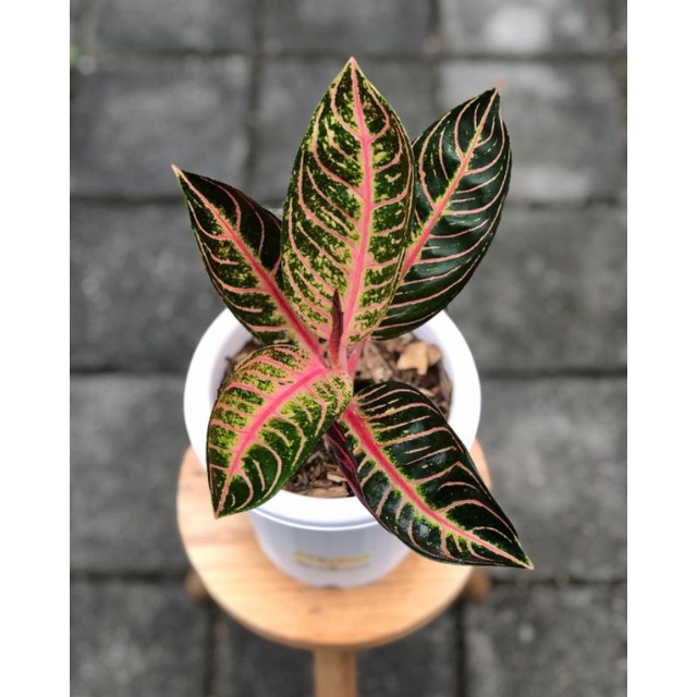tanaman hias - tanaman aglonema red sumatra - aglaonema red sumatra - aglonema pride of sumatra - ag