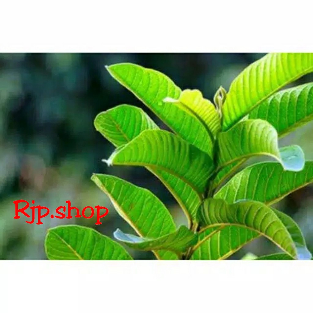 

Daun Jambu Biji Segar Langsung di Petik dari Pohonnya