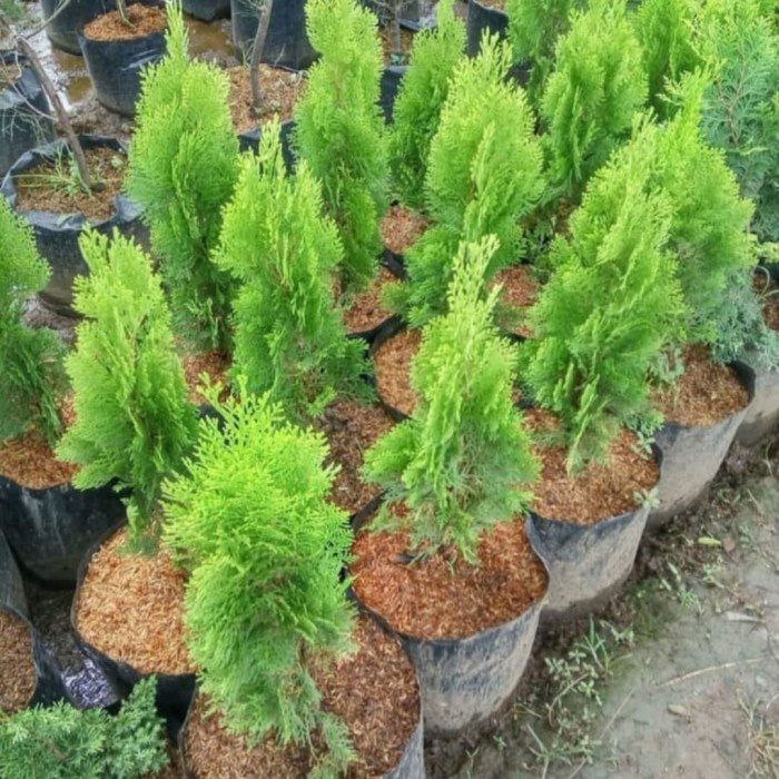 Tanaman Hias Cemara Kipas / Cemara Kipas / Bibit Tanaman / Cemara