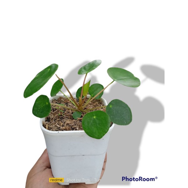 pilea