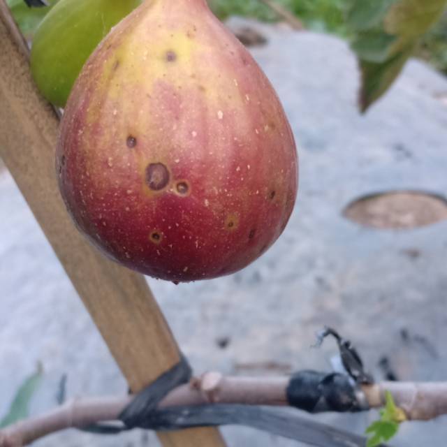 Bibit tin jenis JTV RIVERS