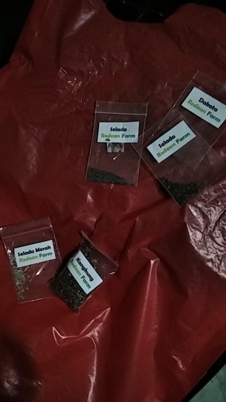 Benih / Biji Repack Kangkung Bangkok Lp1 Panah Merah