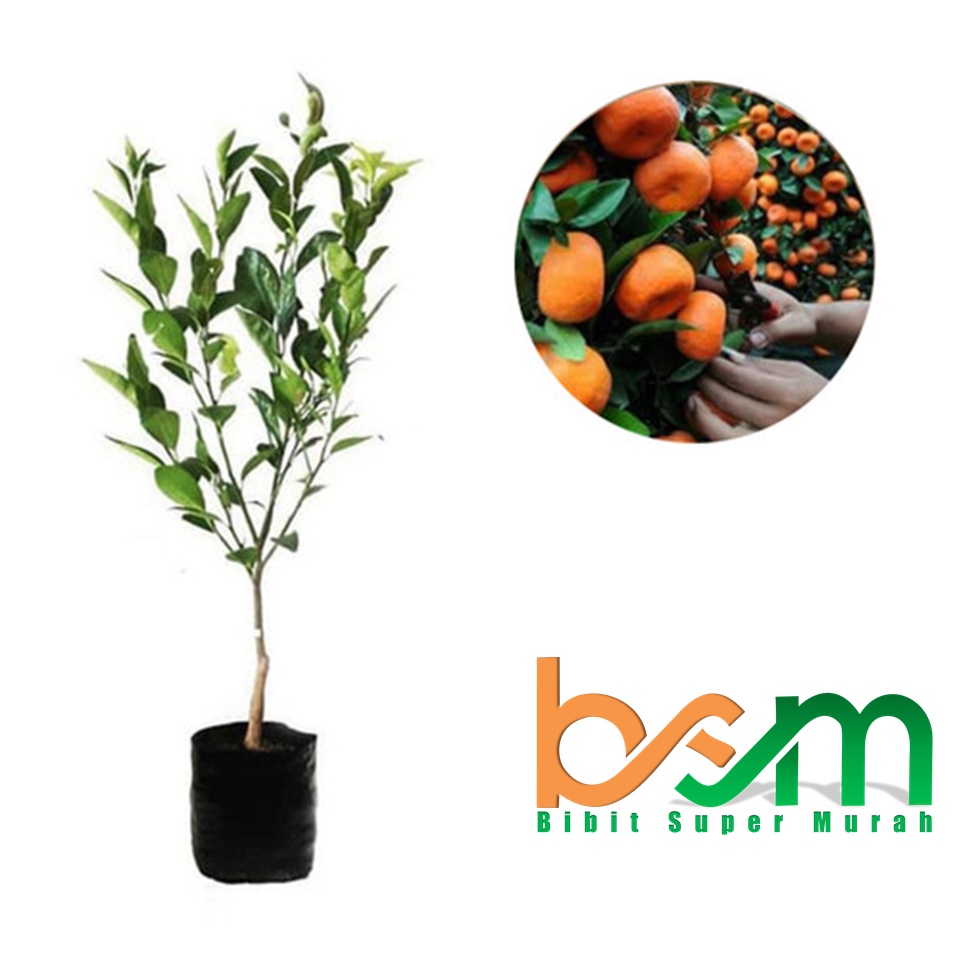 Bibit Jeruk Santang Madu Valid Bergaransi