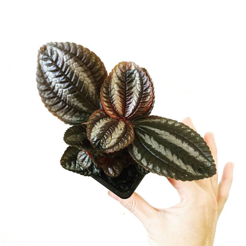 Tanaman bunga pilea spruceana norfolk