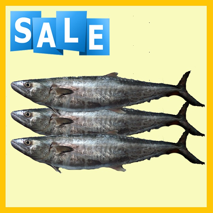 

Ikan Tenggiri