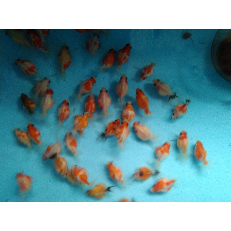 Paket isi 5 Ikan mas koki mutiara tikus