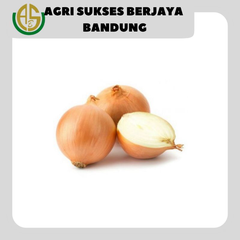 Bawang Bombay Ukuran Kecil/sedang