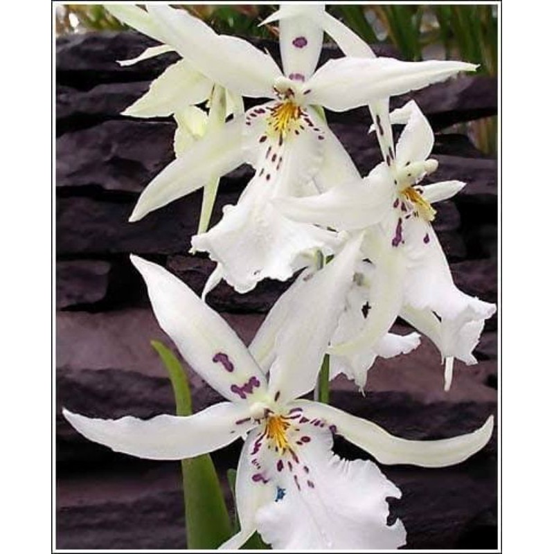 Oncidium white fairy