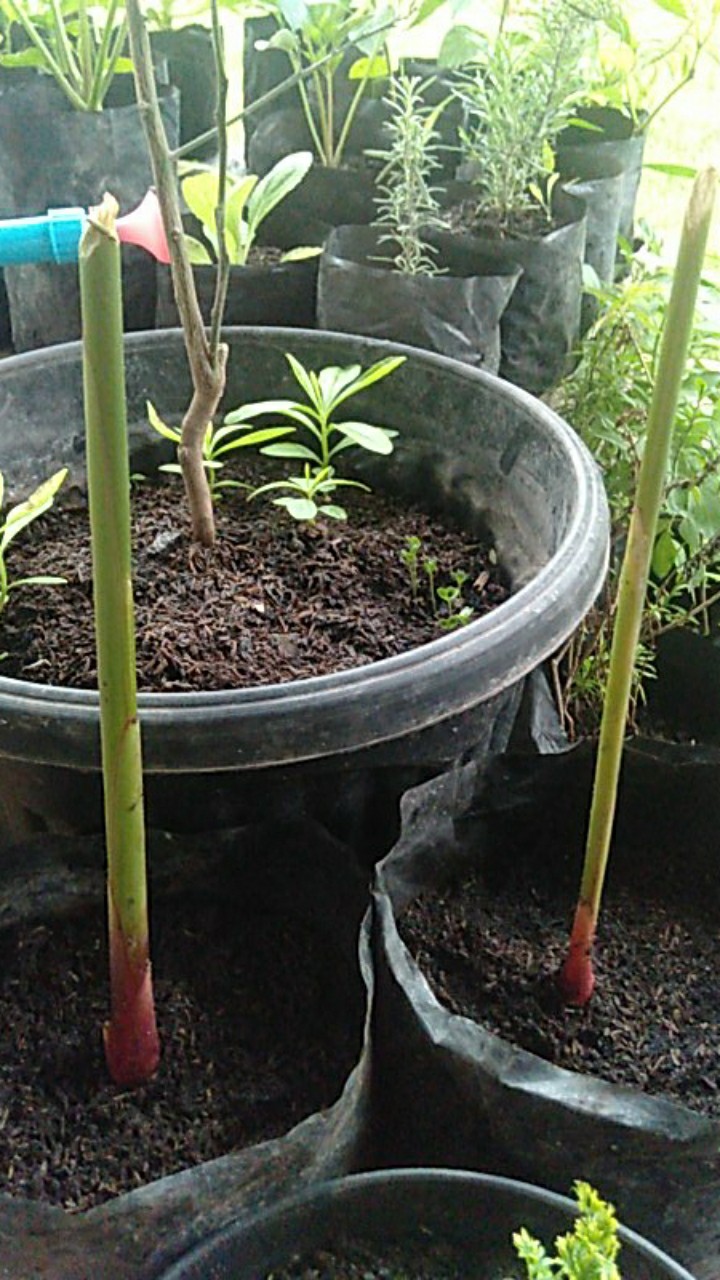 Bibit Kapulaga India