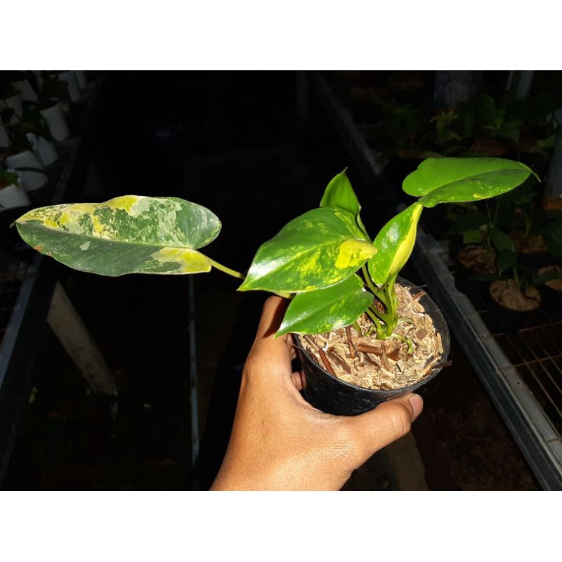 Philodendron Burle marx variegata brekele variegata