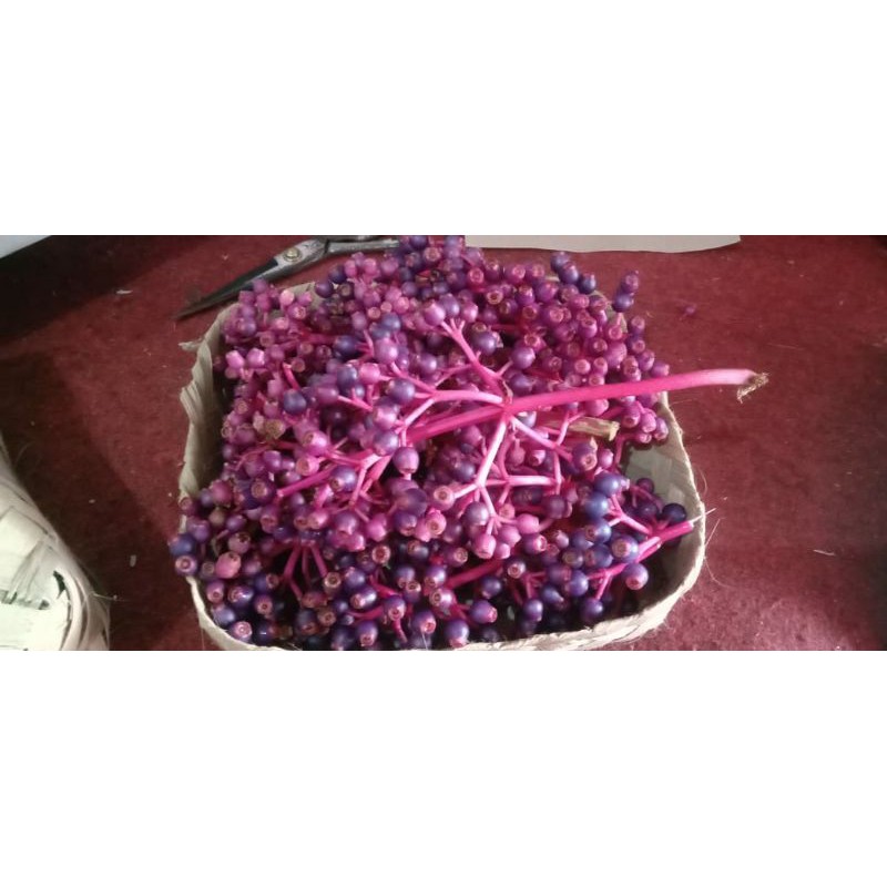 

BUAH PARIJOTO SEGAR Muria 50gr -200gr