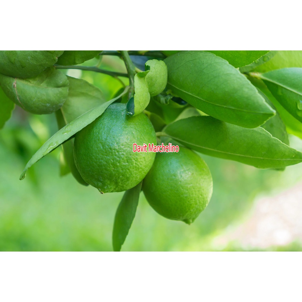 Bibit Jeruk Nipis Sudah Berbuah Tanaman Jeruk Nipis Super Cangkok