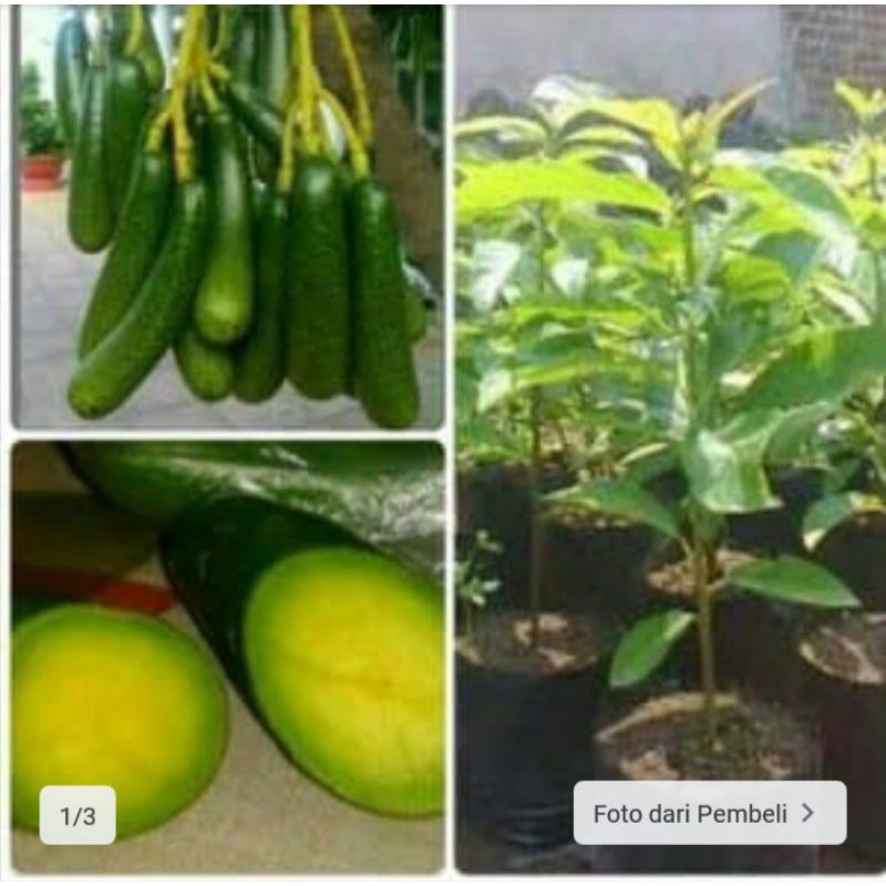 bibit alpukat tanpa biji