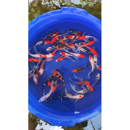 paket 3 ekor 2 sanke dan 1 shiro slayer 13-15 Kedai koi gresik