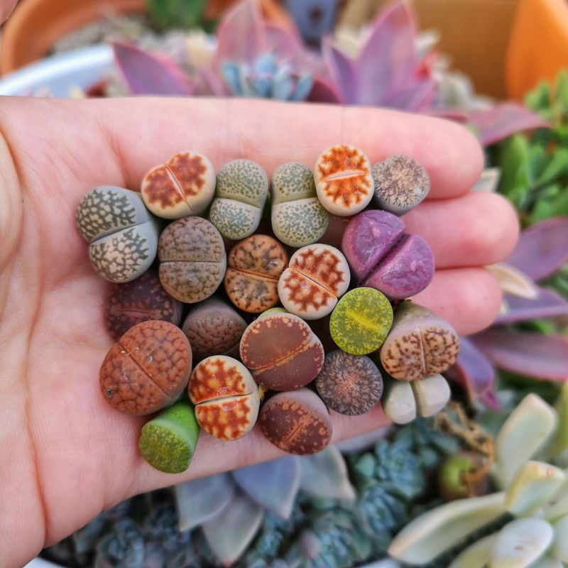 Biji Benih Bibit Sukulen - Lithops Si Batu Hidup The Living Stone Sukulen Seeds - Import