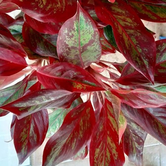 tanaman hias aglonema lipstik rumpun 6 besar po