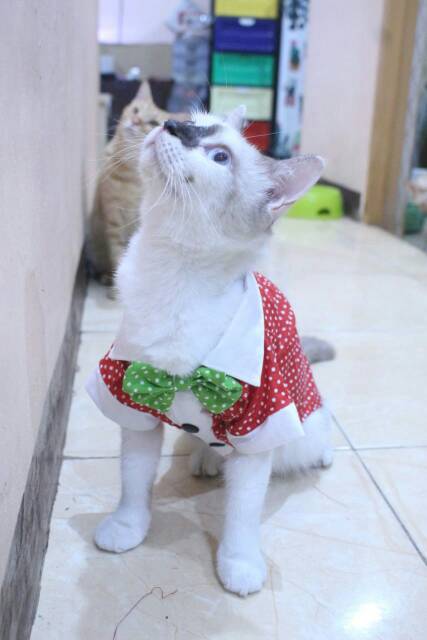 Baju kucing dan anjing edisi natal 2019 polkadot merah putih hijau lucu /baju kucing murah size S-XL